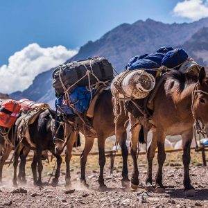 Aconcagua Mules